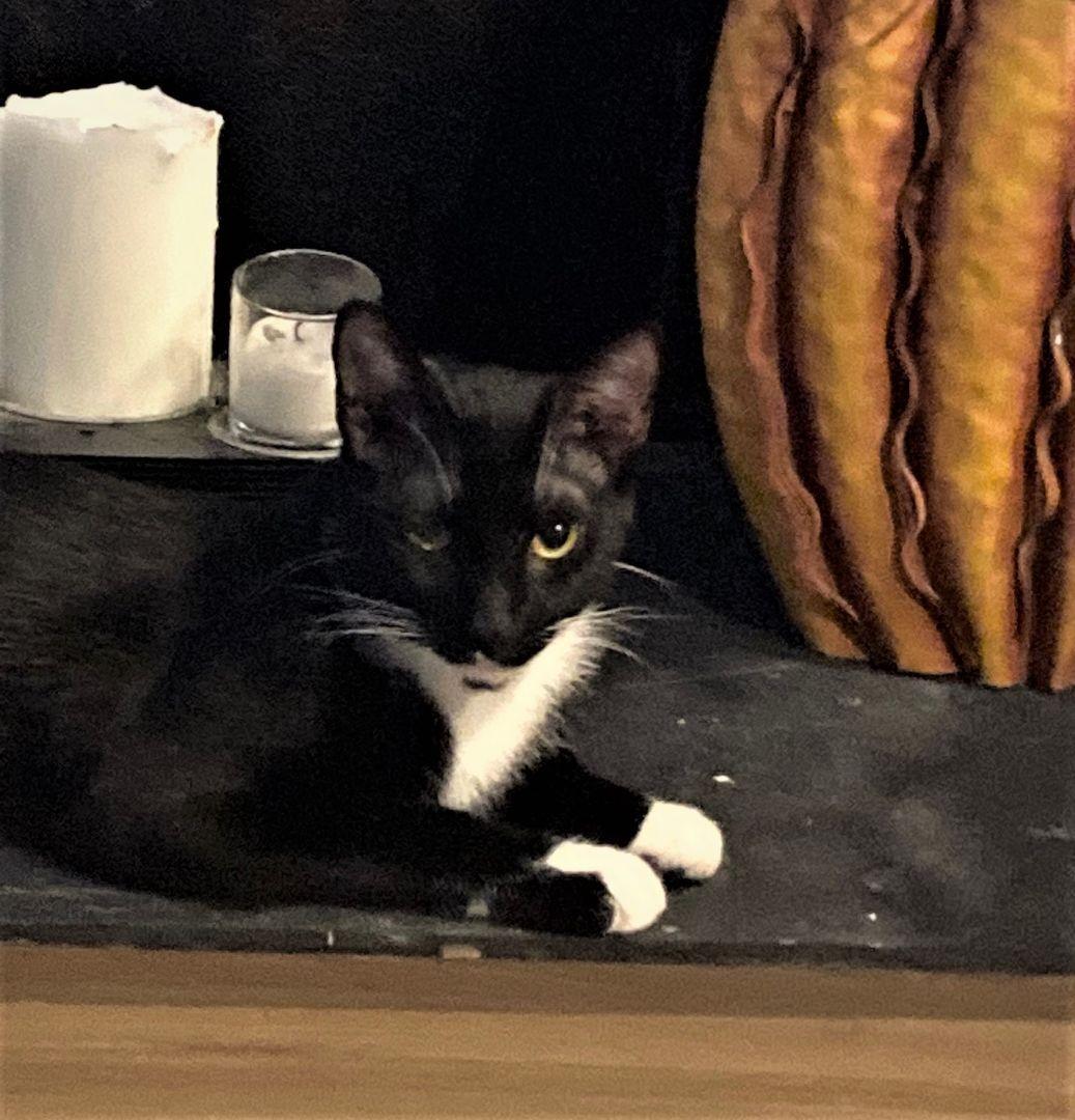 Enlarge Hugs-Our Sweetheart-Adoption Fee Waived!, an adoptable mixed breed in Laurel, MD image 3/6