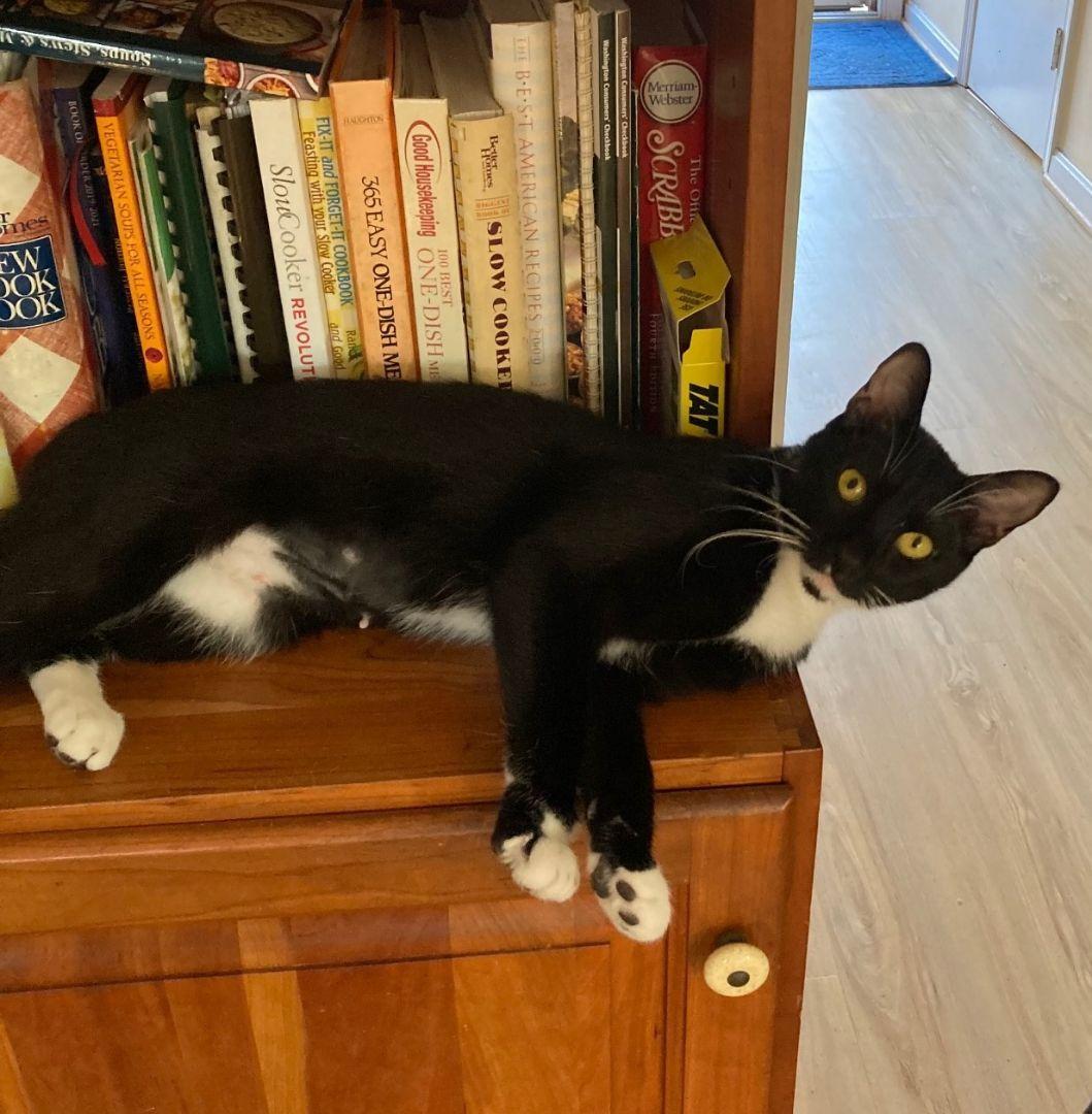 Enlarge Hugs-Our Sweetheart-Adoption Fee Waived!, an adoptable mixed breed in Laurel, MD image 6/6