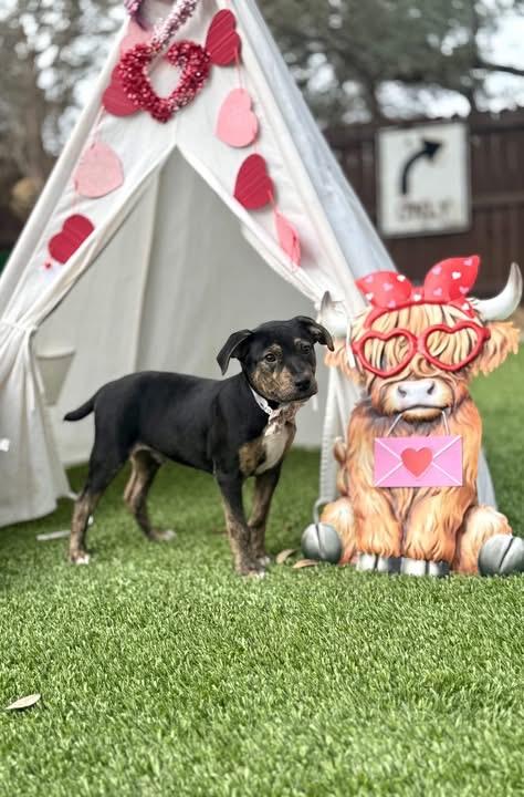 Enlarge Elvis , an adopted mixed breed in brattleboro, VT image 4/4