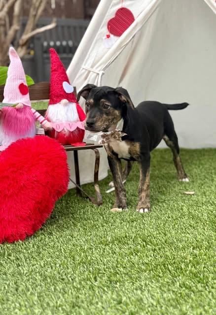 Enlarge Elvis , an adopted mixed breed in brattleboro, VT image 3/4