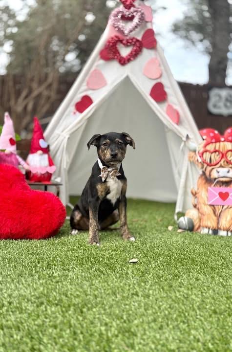 Enlarge Elvis , an adopted mixed breed in brattleboro, VT image 2/4