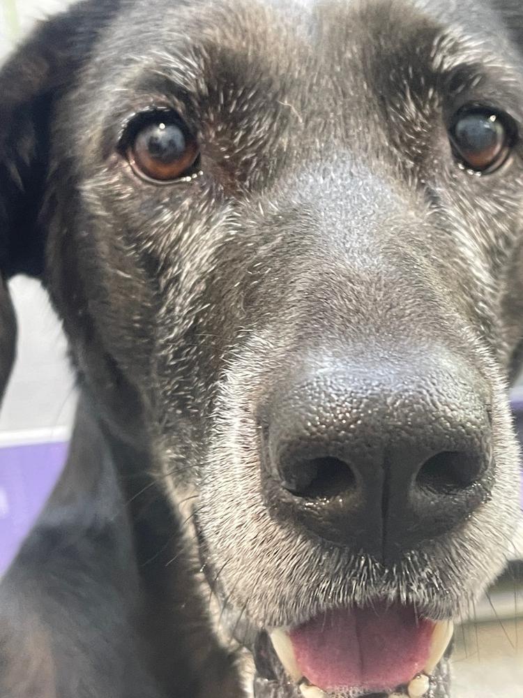 Jade, Adoptable, Adult Female Hound & Labrador Retriever.