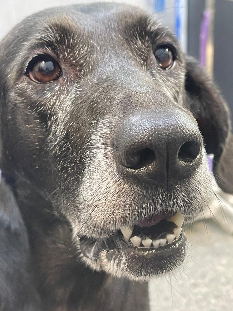 Enlarge Jade, a Adoptable mixed breed in Mishawaka, IN image 2/6