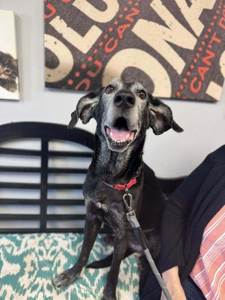 Enlarge Jade, a Adoptable mixed breed in Mishawaka, IN image 3/6