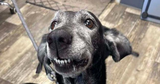 Enlarge Jade, a Adoptable mixed breed in Mishawaka, IN image 4/6