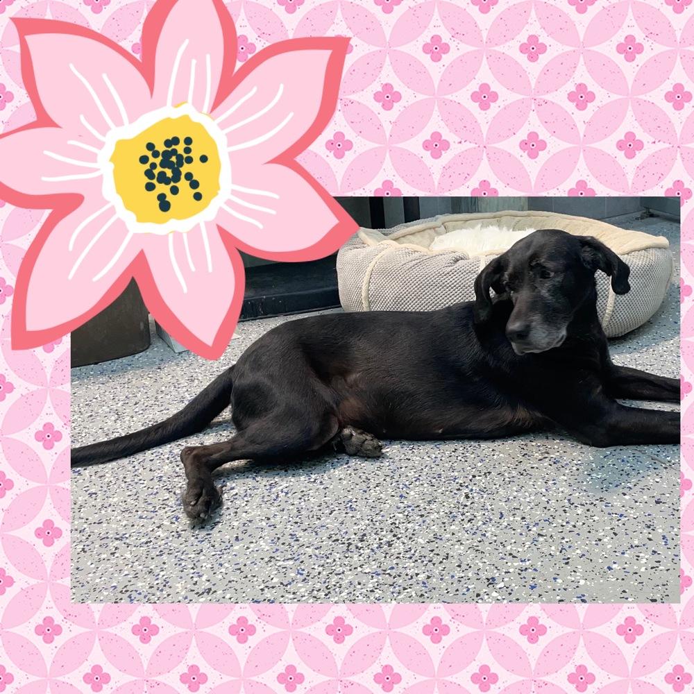 Enlarge Jade, a Adoptable mixed breed in Mishawaka, IN image 5/6