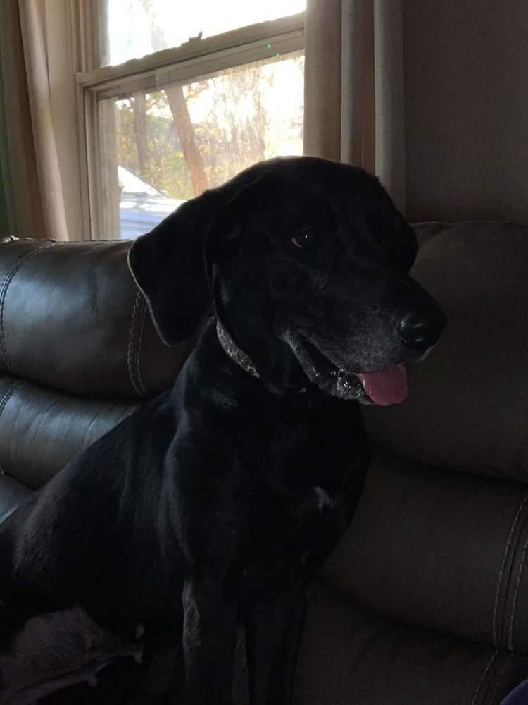 Enlarge Jade, a Adoptable mixed breed in Mishawaka, IN image 6/6