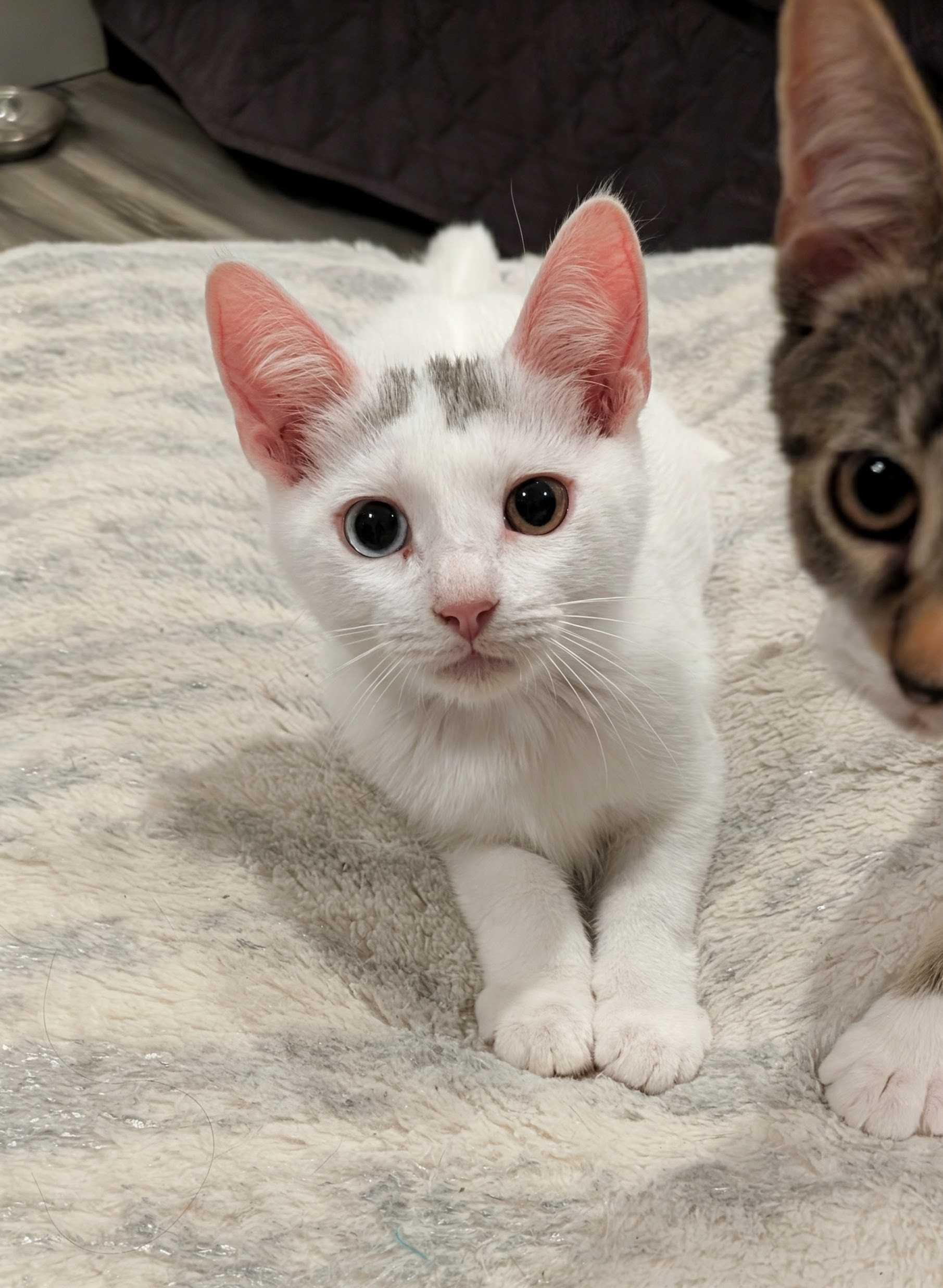 Mystery Saja thumbnail 3