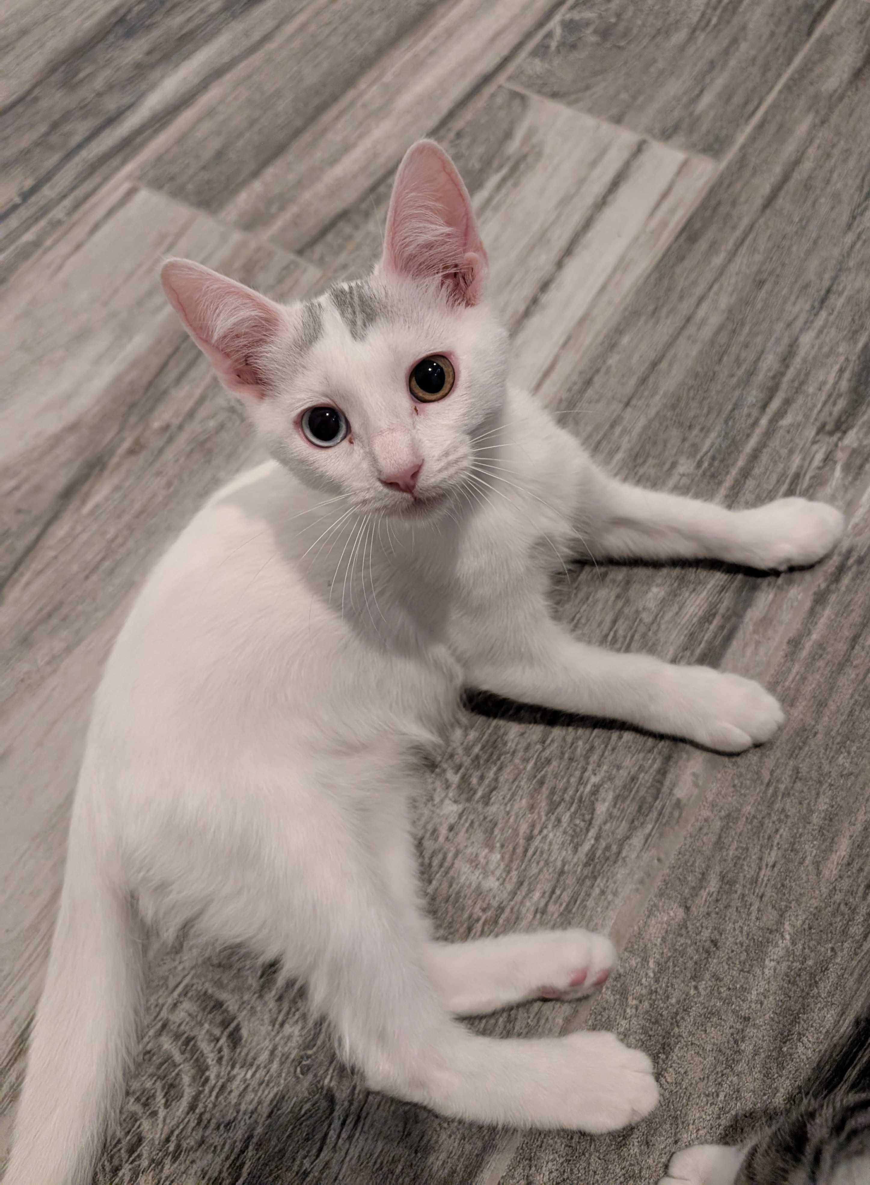 Mystery Saja thumbnail 5