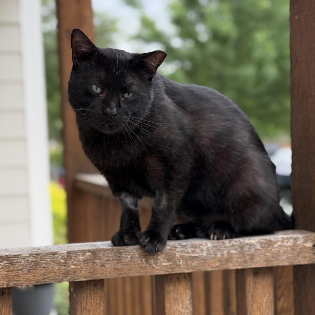 Enlarge Blue, a Adoptable Domestic Short Hair in Prosper, TX image 1/1