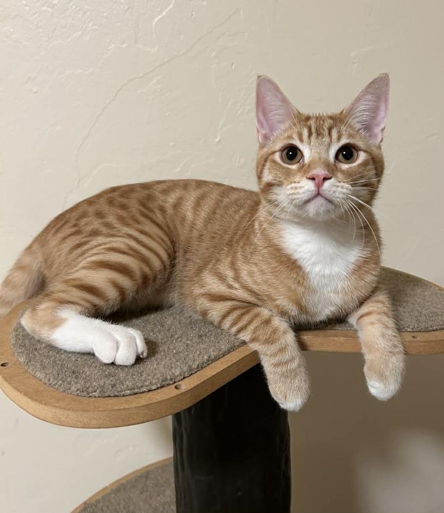 Enlarge Wetzel, a Adoptable mixed breed in tucson, AZ image 2/6