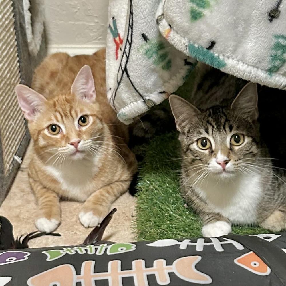 Enlarge Wetzel, a Adoptable mixed breed in tucson, AZ image 3/6