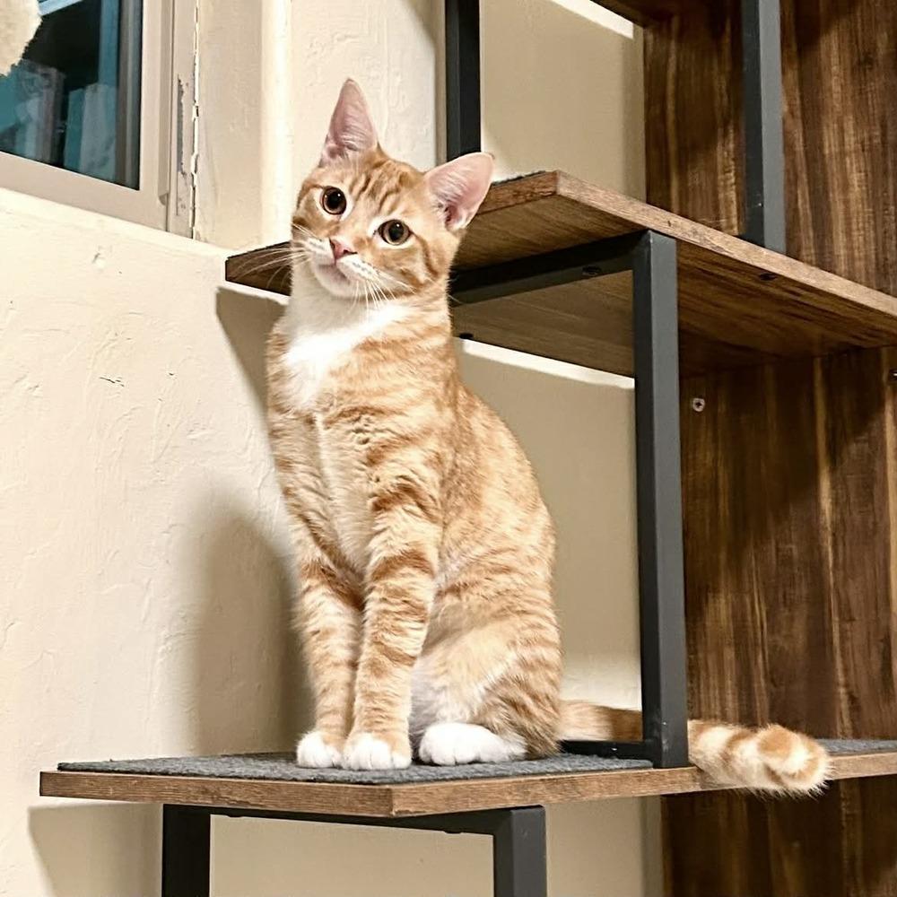 Enlarge Wetzel, a Adoptable mixed breed in tucson, AZ image 4/6