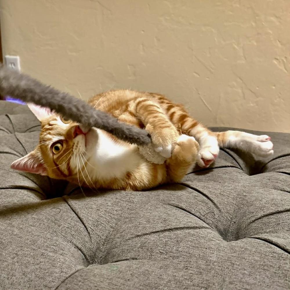 Enlarge Wetzel, a Adoptable mixed breed in tucson, AZ image 5/6