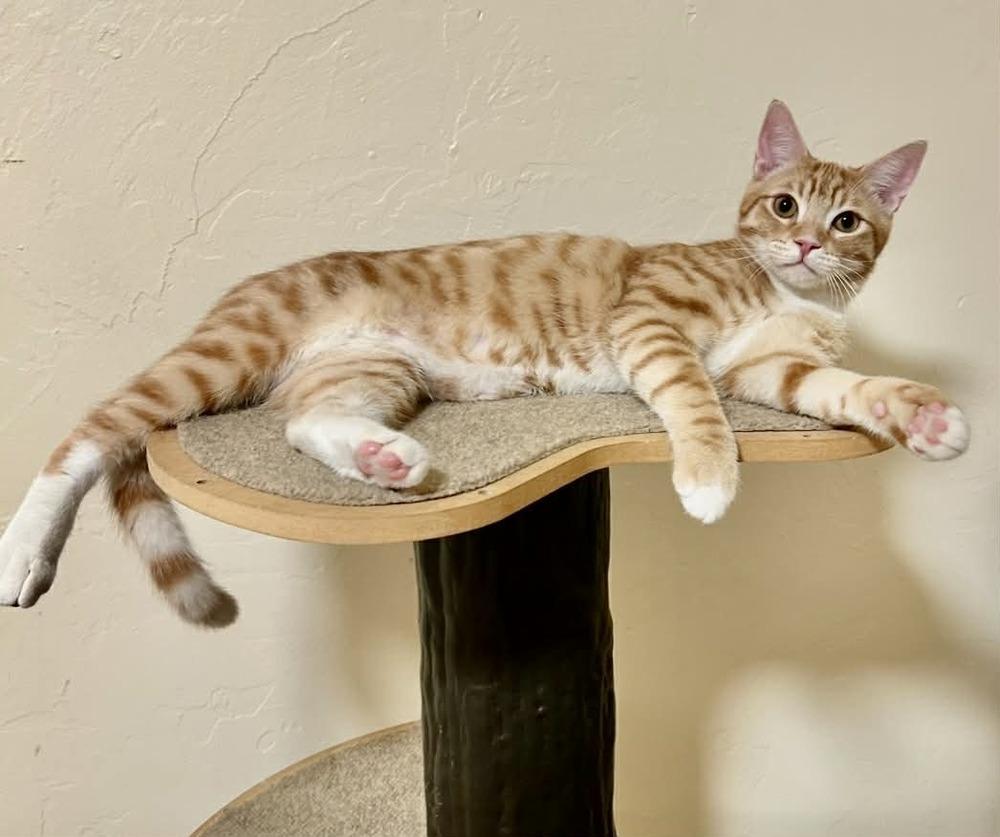 Enlarge Wetzel, a Adoptable mixed breed in tucson, AZ image 6/6