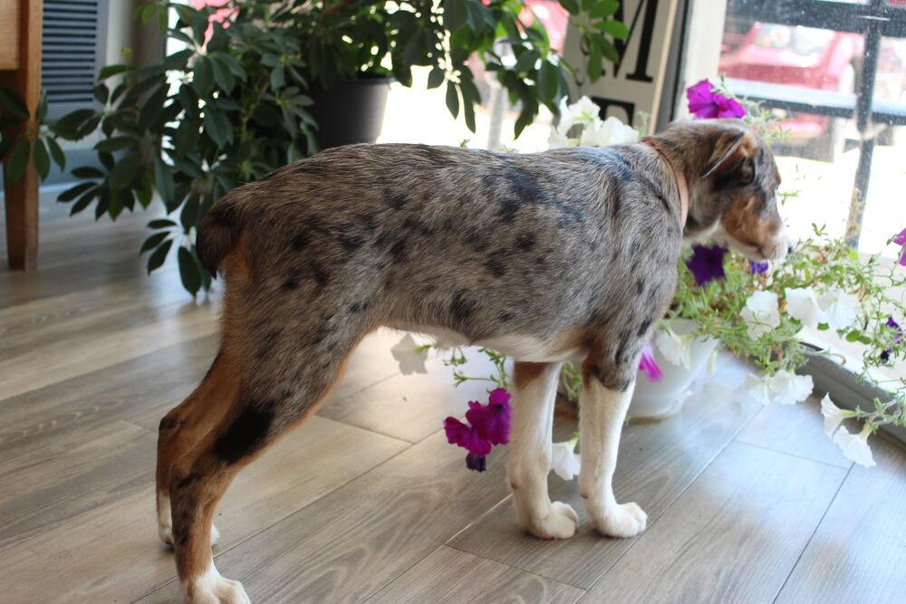 Enlarge 1218 Dolly, a Adoptable mixed breed in Ringwood, IL image 1/3