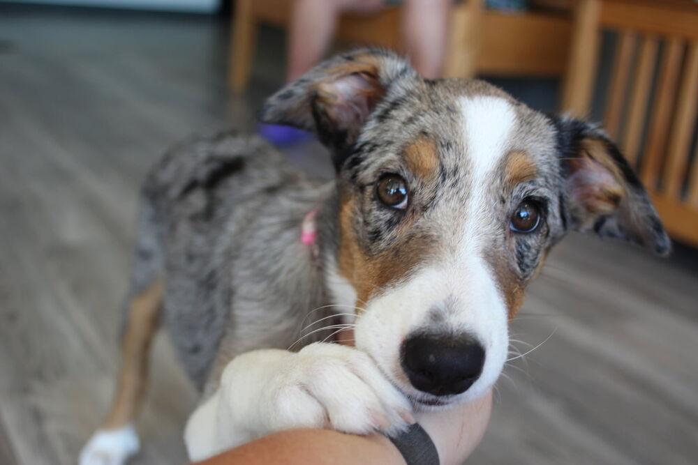 Enlarge 1218 Dolly, a Adoptable mixed breed in Ringwood, IL image 2/3