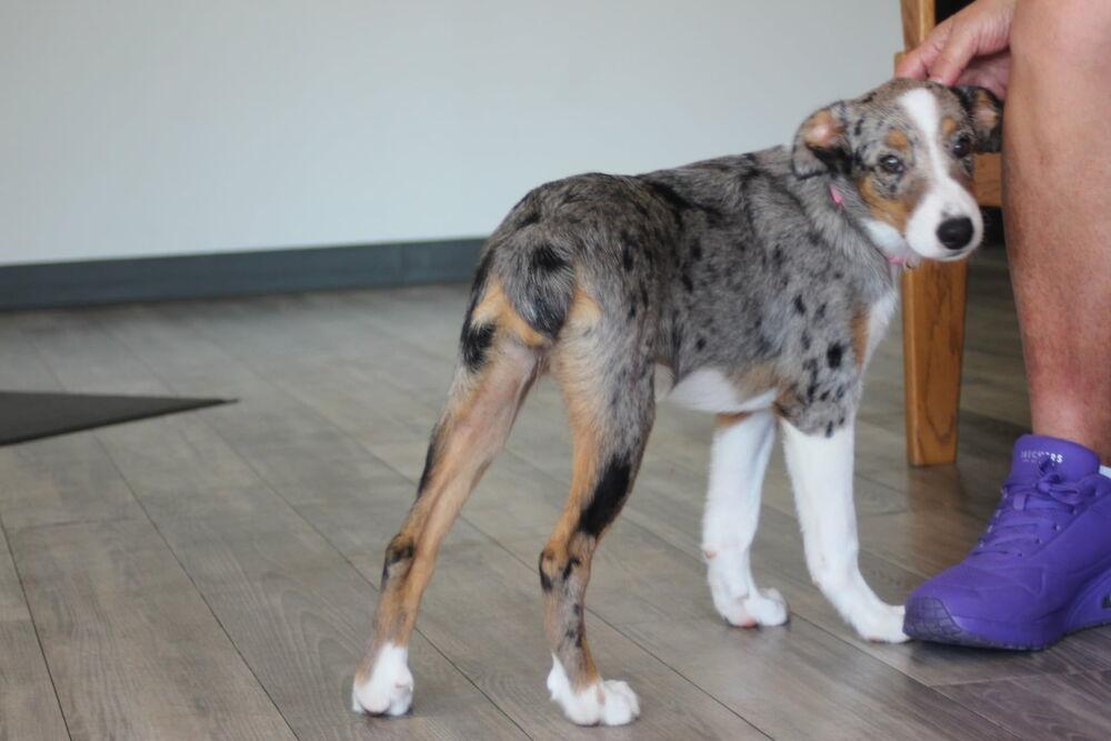 Enlarge 1218 Dolly, a Adoptable mixed breed in Ringwood, IL image 3/3