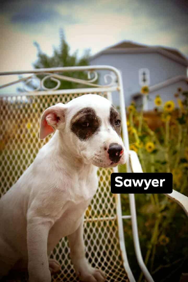 Sawyer, adopted, Puppy Male Pit Bull Terrier.