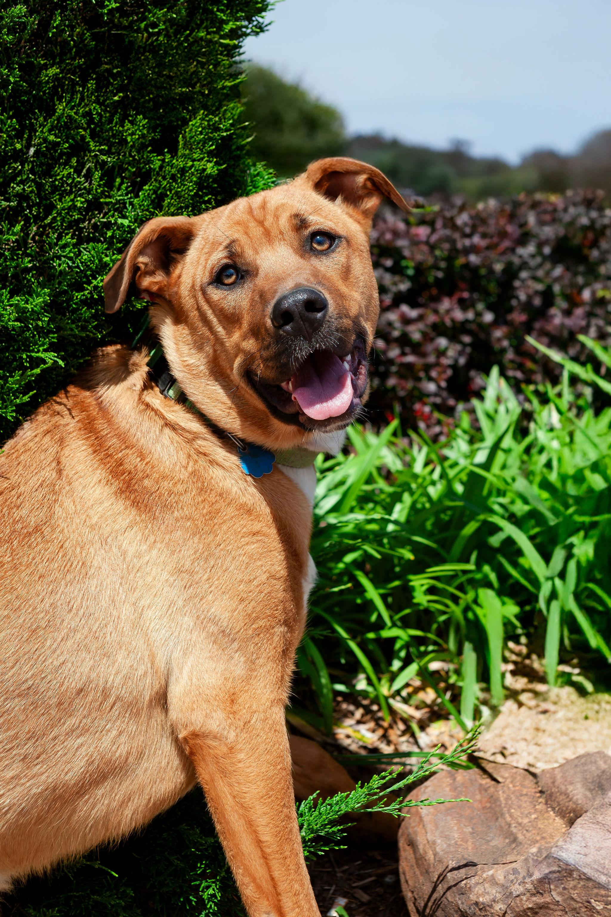 Misty, a Adoptable mixed breed in Yukon, OK image 2/4