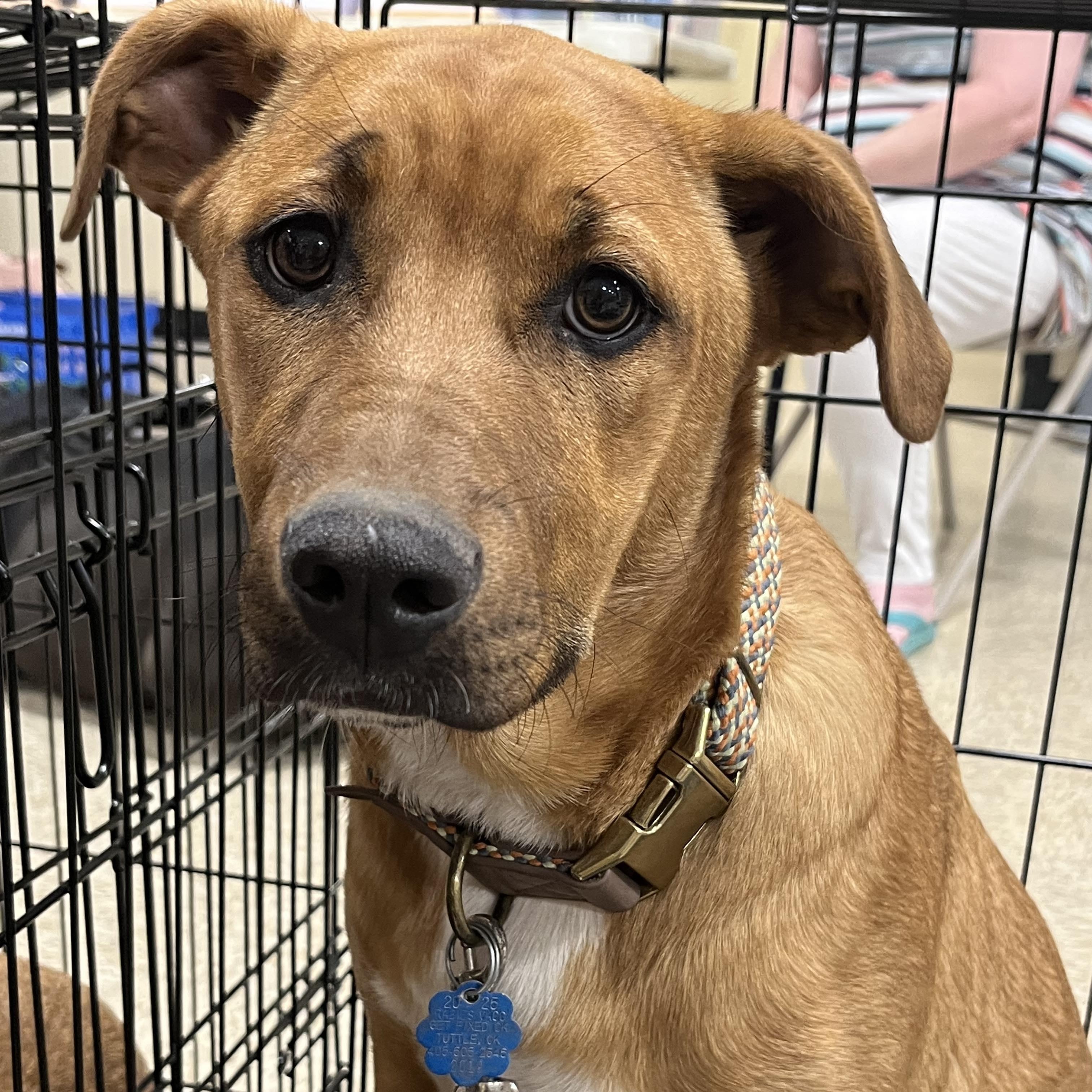 Misty, a Adoptable mixed breed in Yukon, OK image 4/4