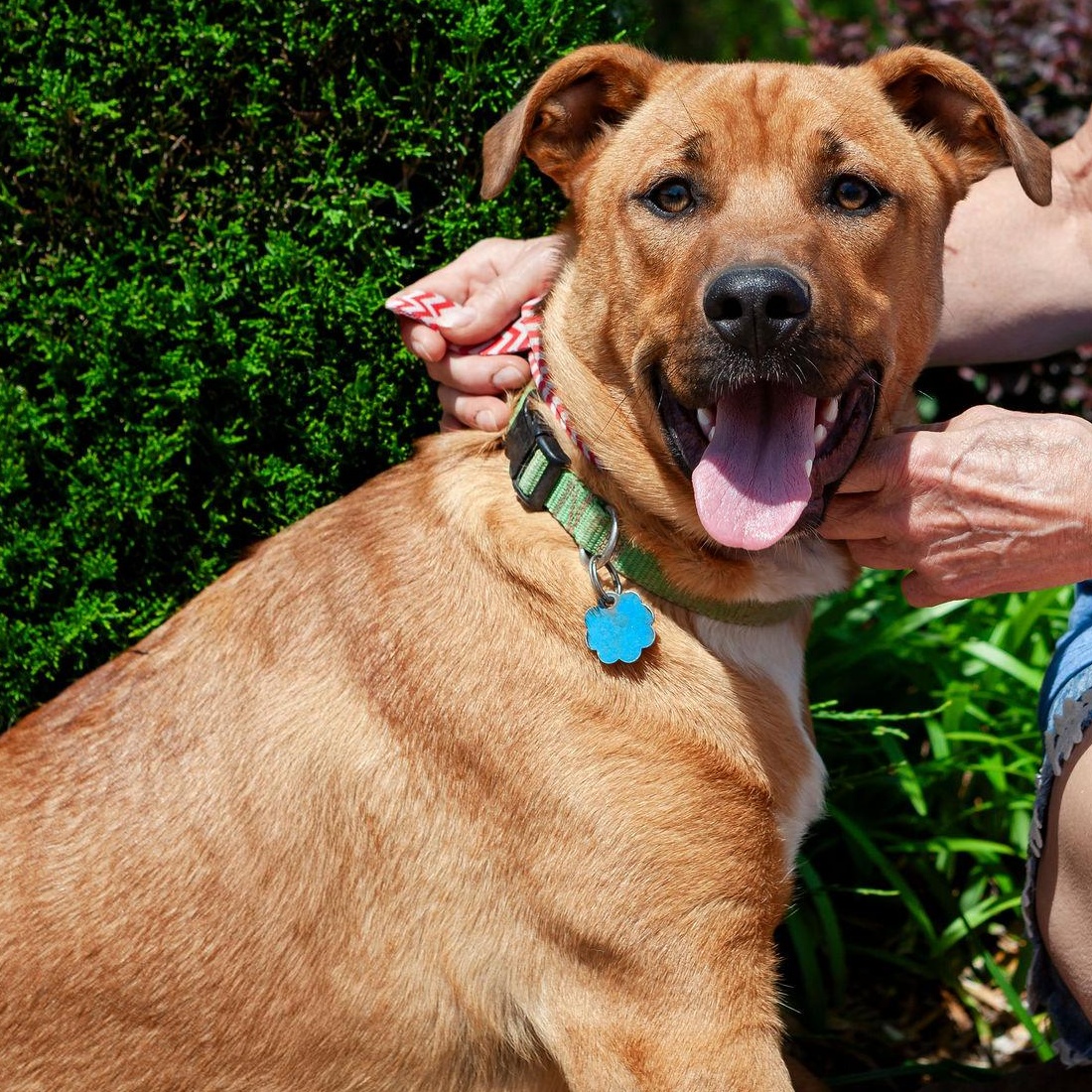 Misty, Adoptable, Puppy Female German Shepherd Dog & Staffordshire Bull Terrier.