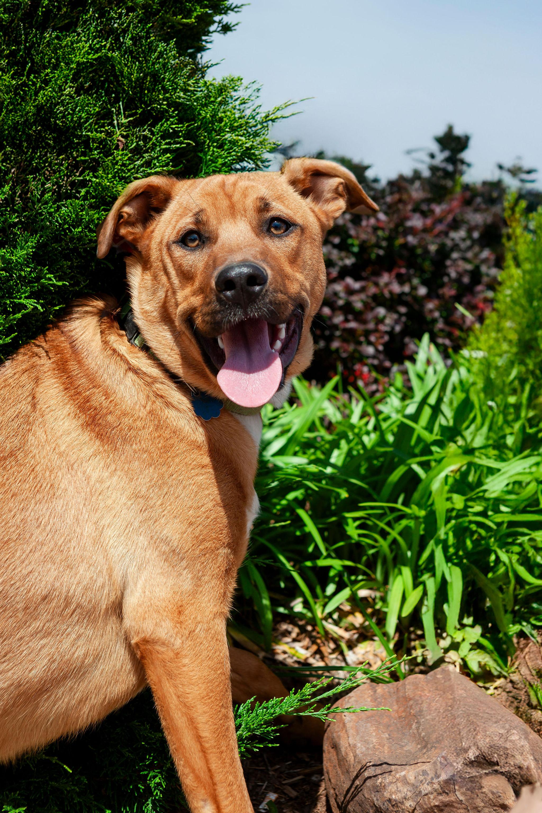 Misty, a Adoptable mixed breed in Yukon, OK image 3/4