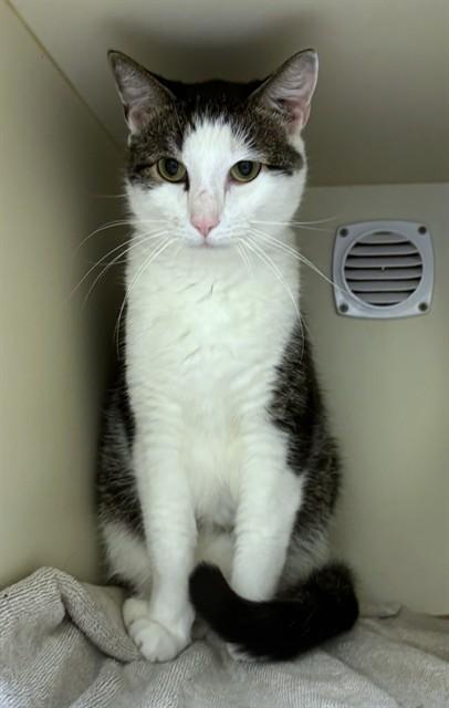 TOMMY, Adoptable, Adult Male Domestic Short Hair.