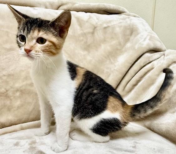 Sheila, Adoptable, Young Female Domestic Short Hair.