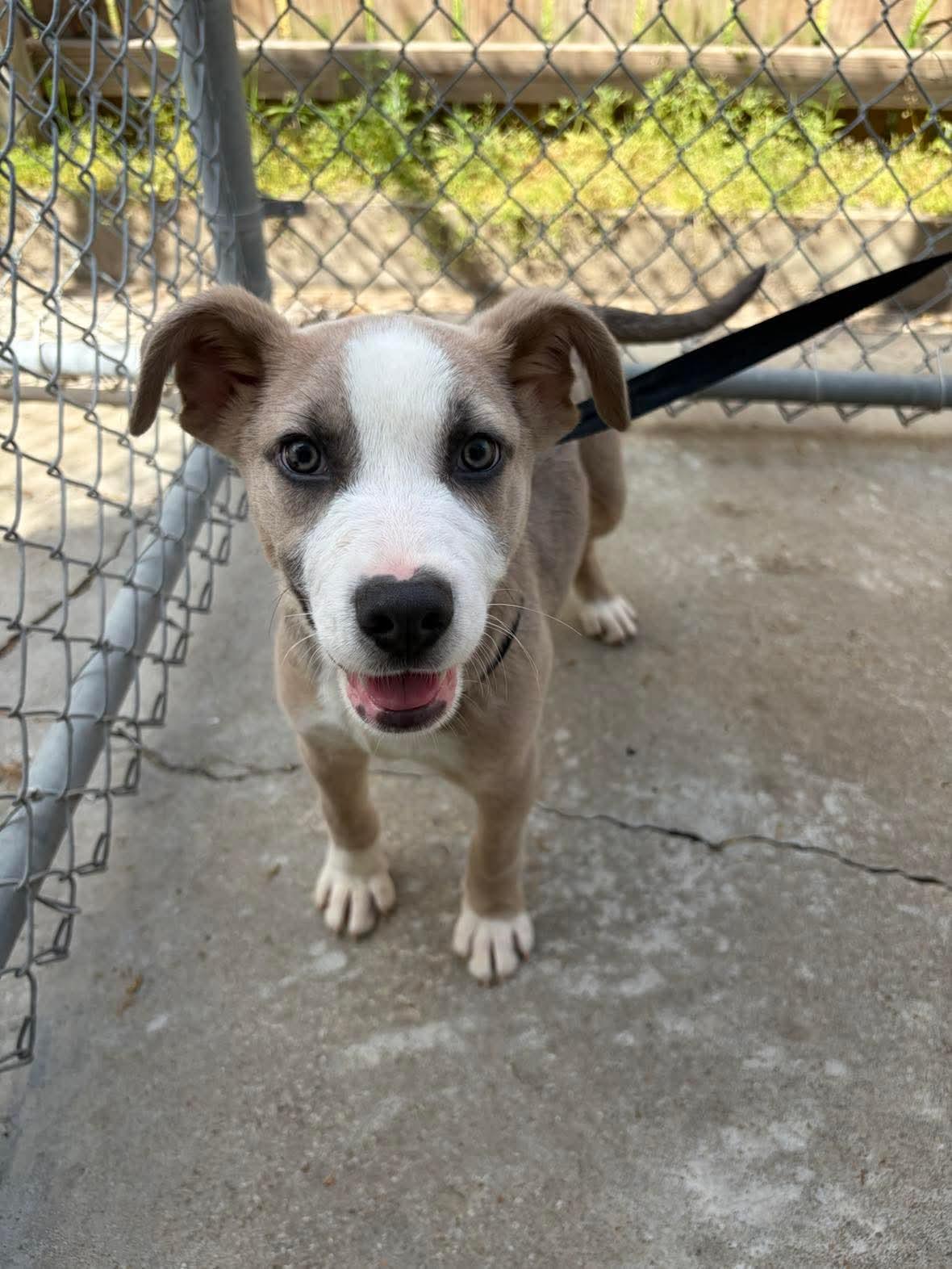 Carter, Adoptable, Puppy Male Siberian Husky & Labrador Retriever.