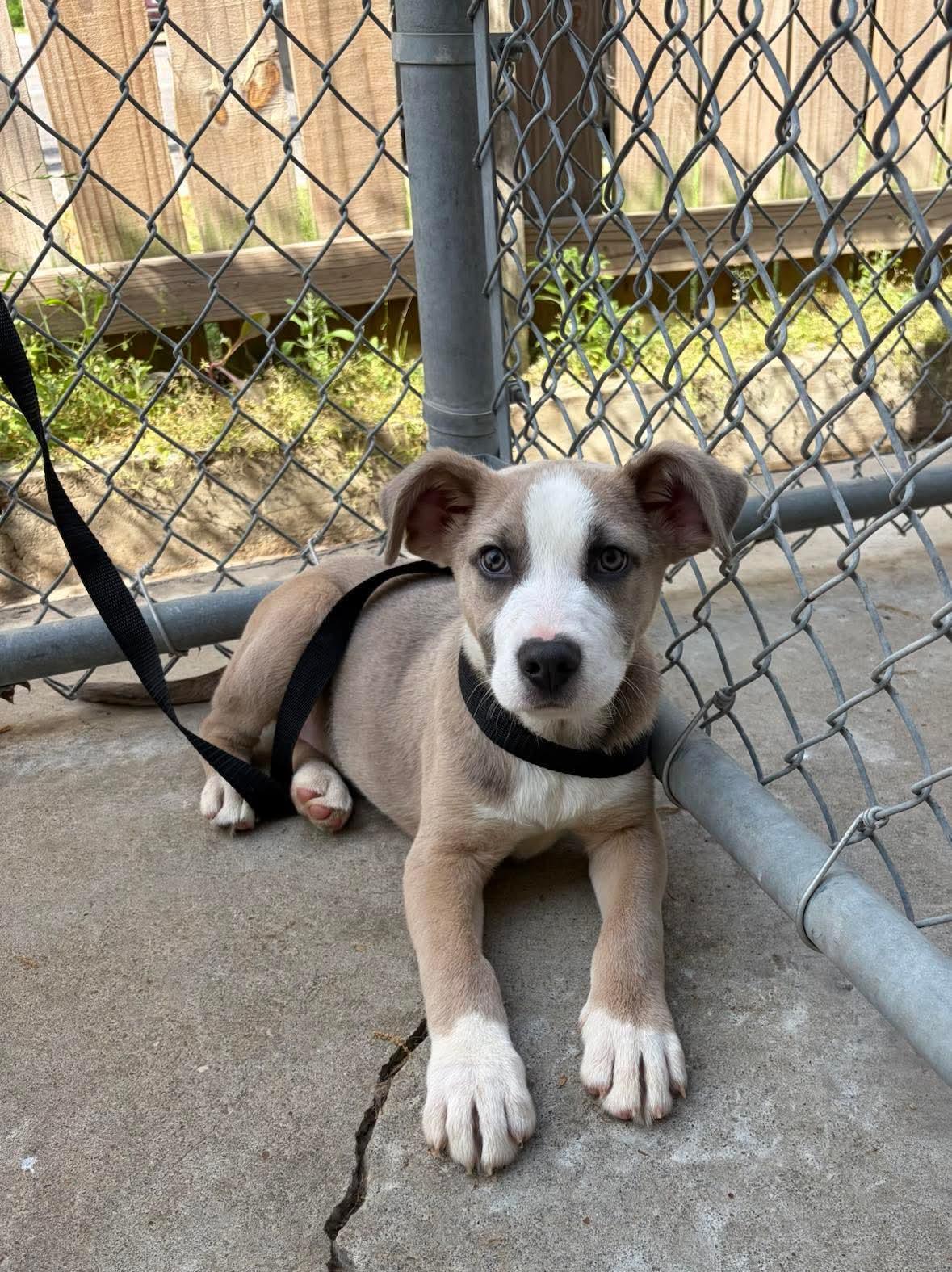 Enlarge Carter, a Adoptable mixed breed in Bradenton, FL image 2/2