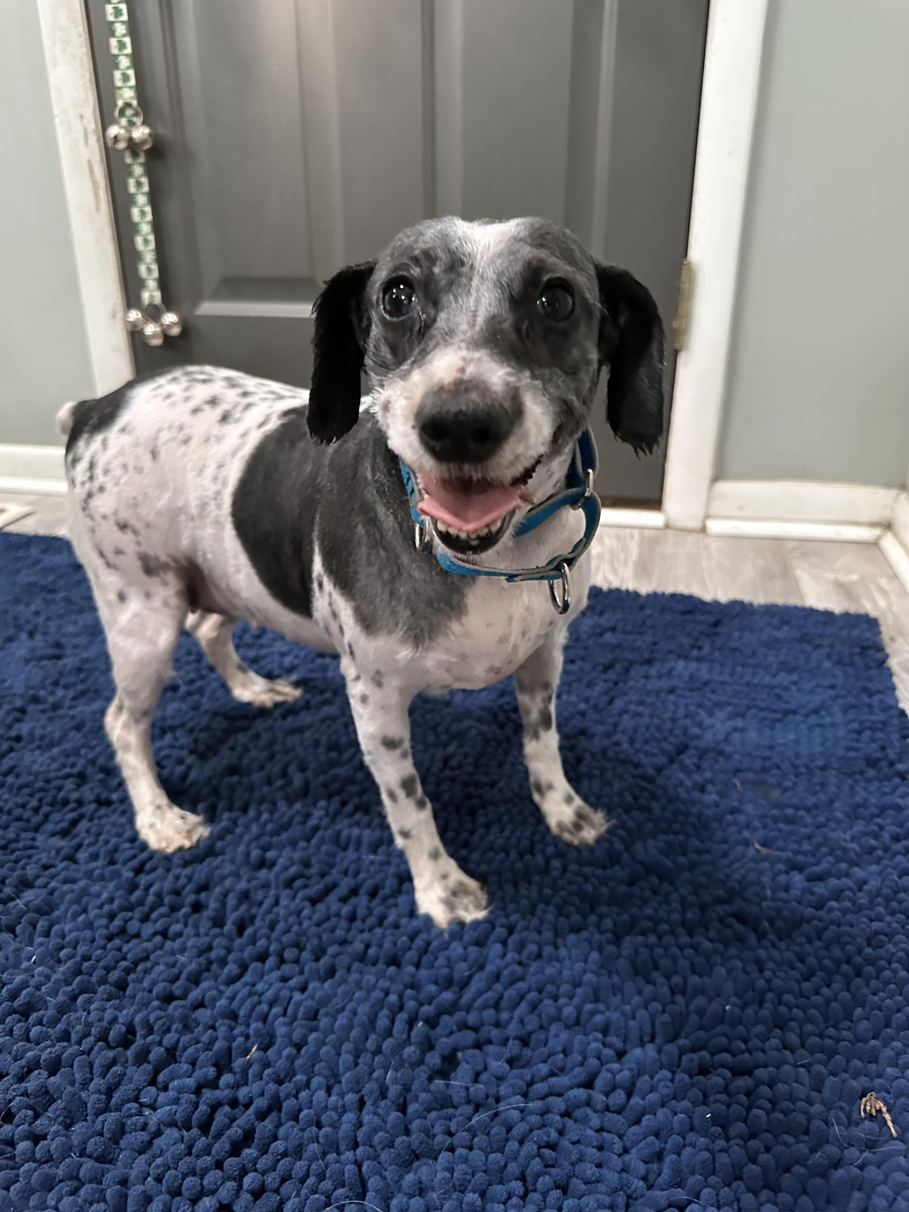 Enlarge Debby, a Adoptable Miniature Schnauzer in Havertown, PA image 1/5