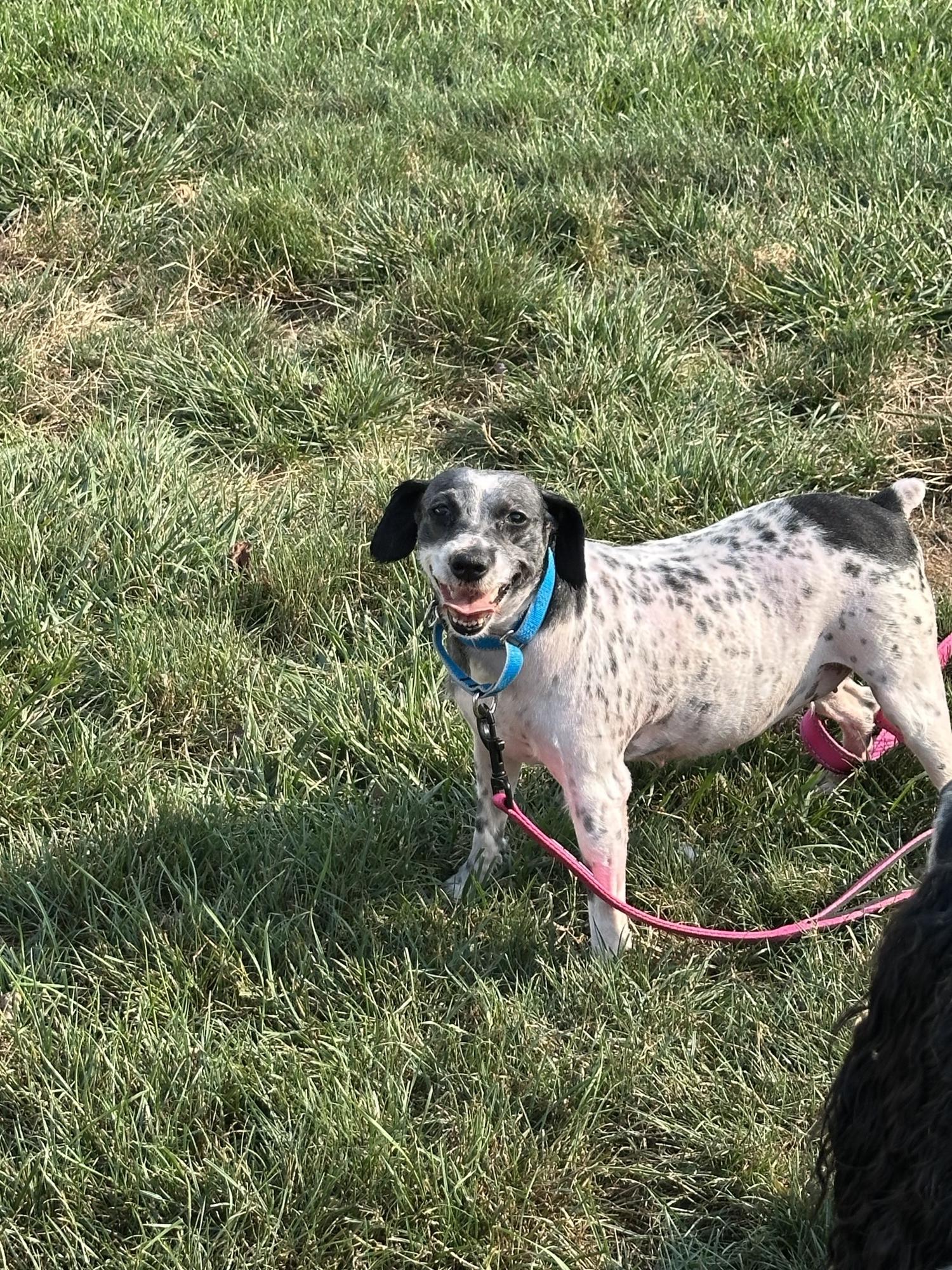 Enlarge Debby, a Adoptable Miniature Schnauzer in Havertown, PA image 2/5