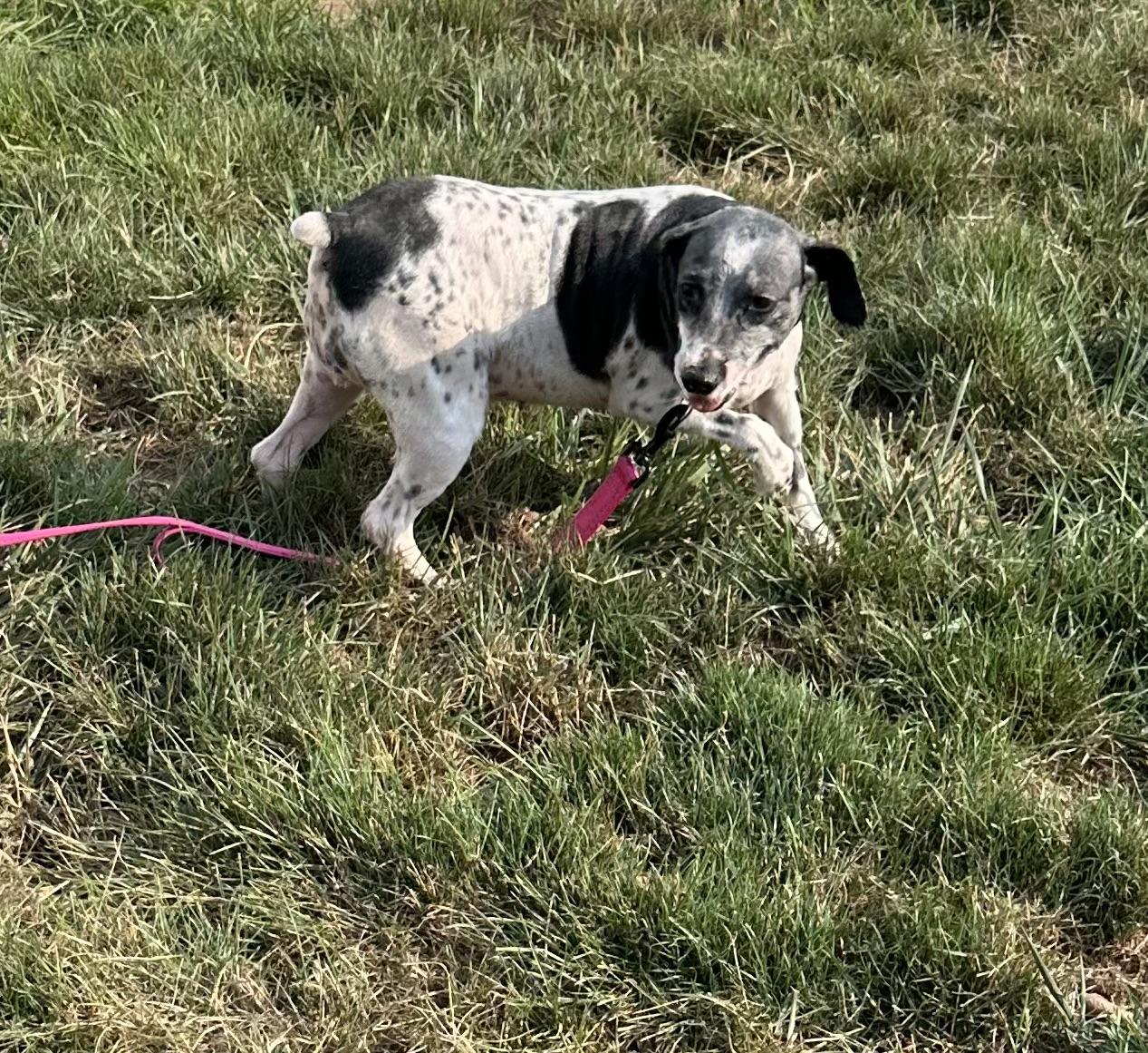 Enlarge Debby, a Adoptable Miniature Schnauzer in Havertown, PA image 3/5