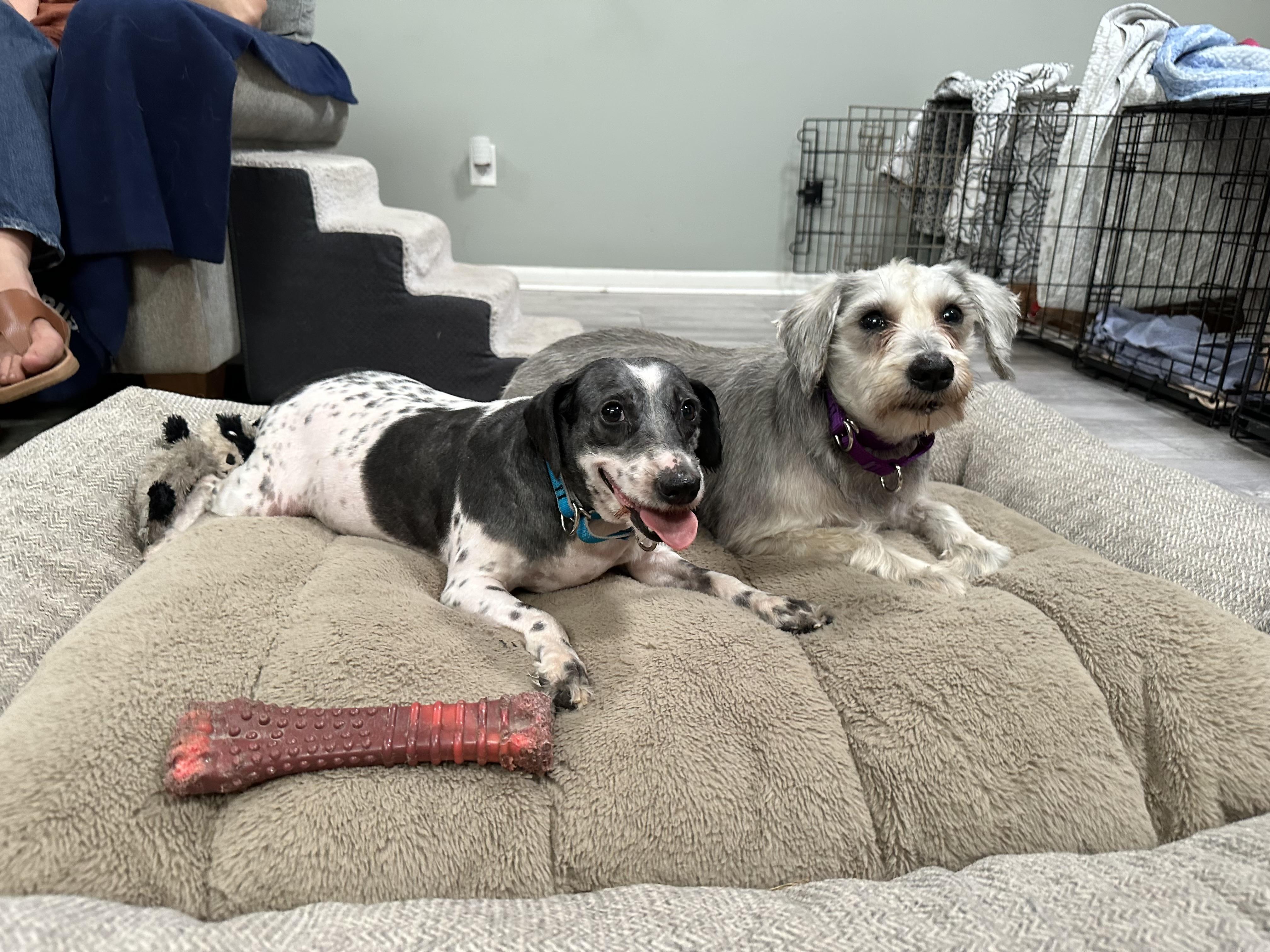 Enlarge Debby, a Adoptable Miniature Schnauzer in Havertown, PA image 5/5