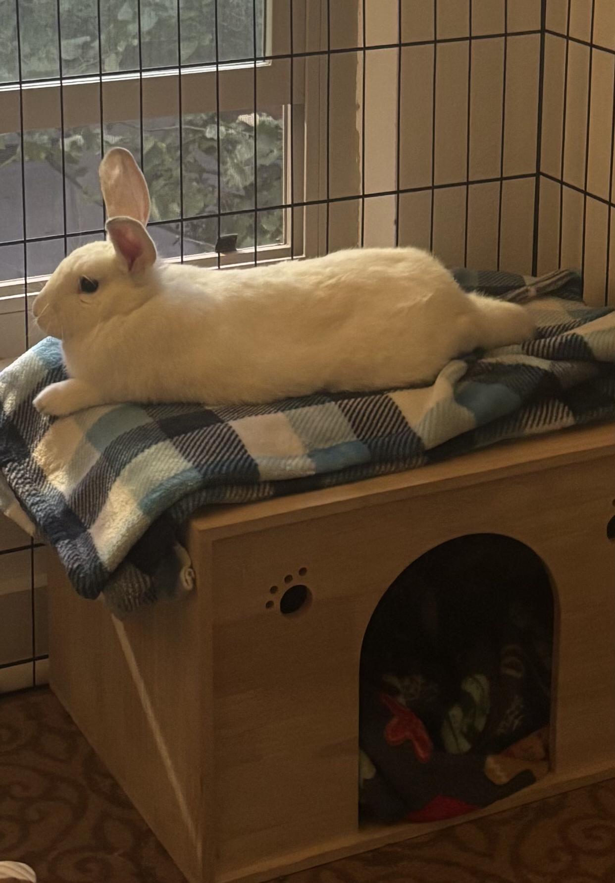 Enlarge Snow White, a ADOPTABLE Florida White in San Antonio, TX image 1/6