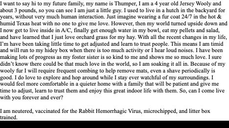 Enlarge Snow White, a ADOPTABLE Florida White in San Antonio, TX image 2/6