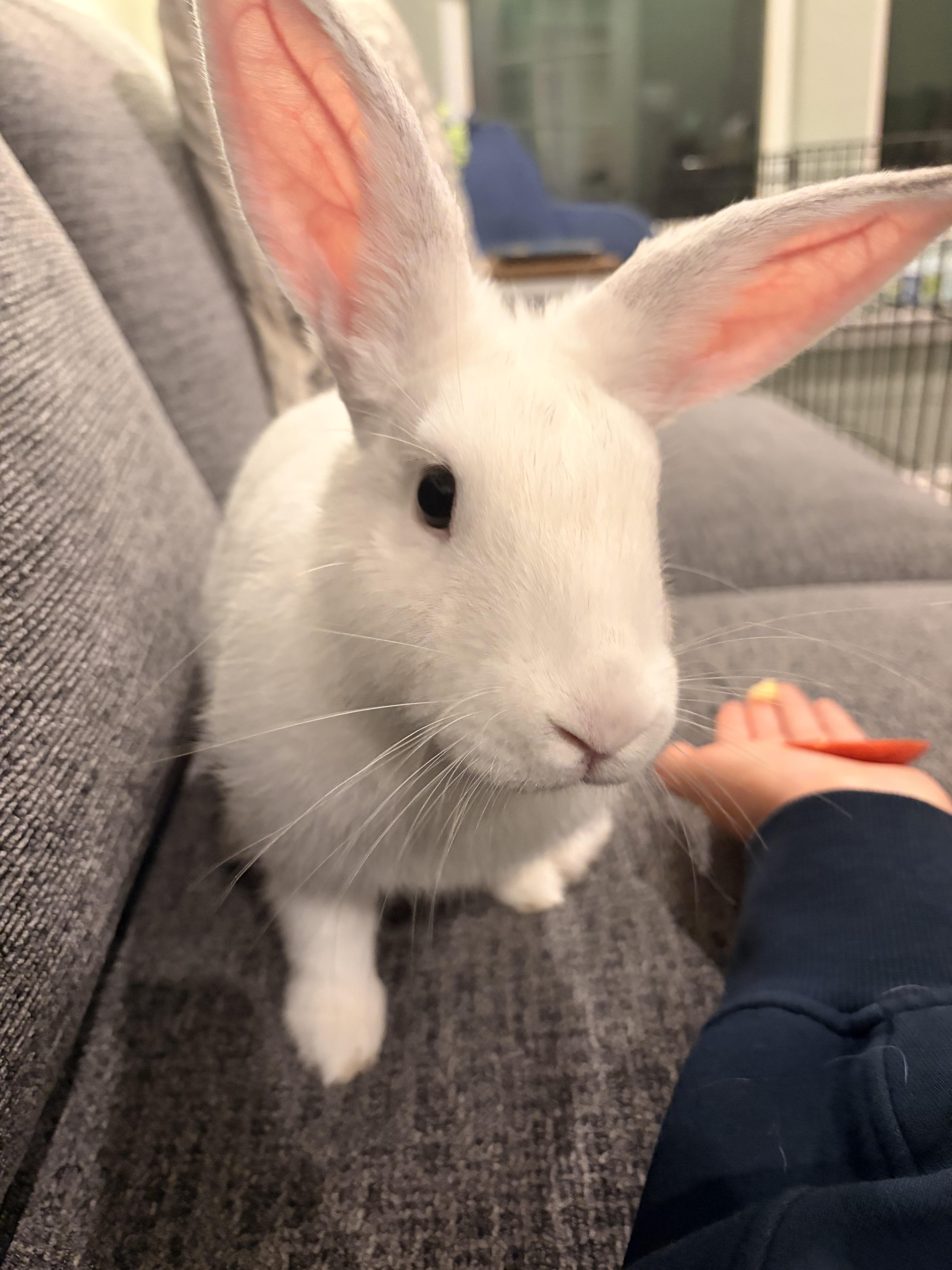 Enlarge Snow White, a ADOPTABLE Florida White in San Antonio, TX image 3/6