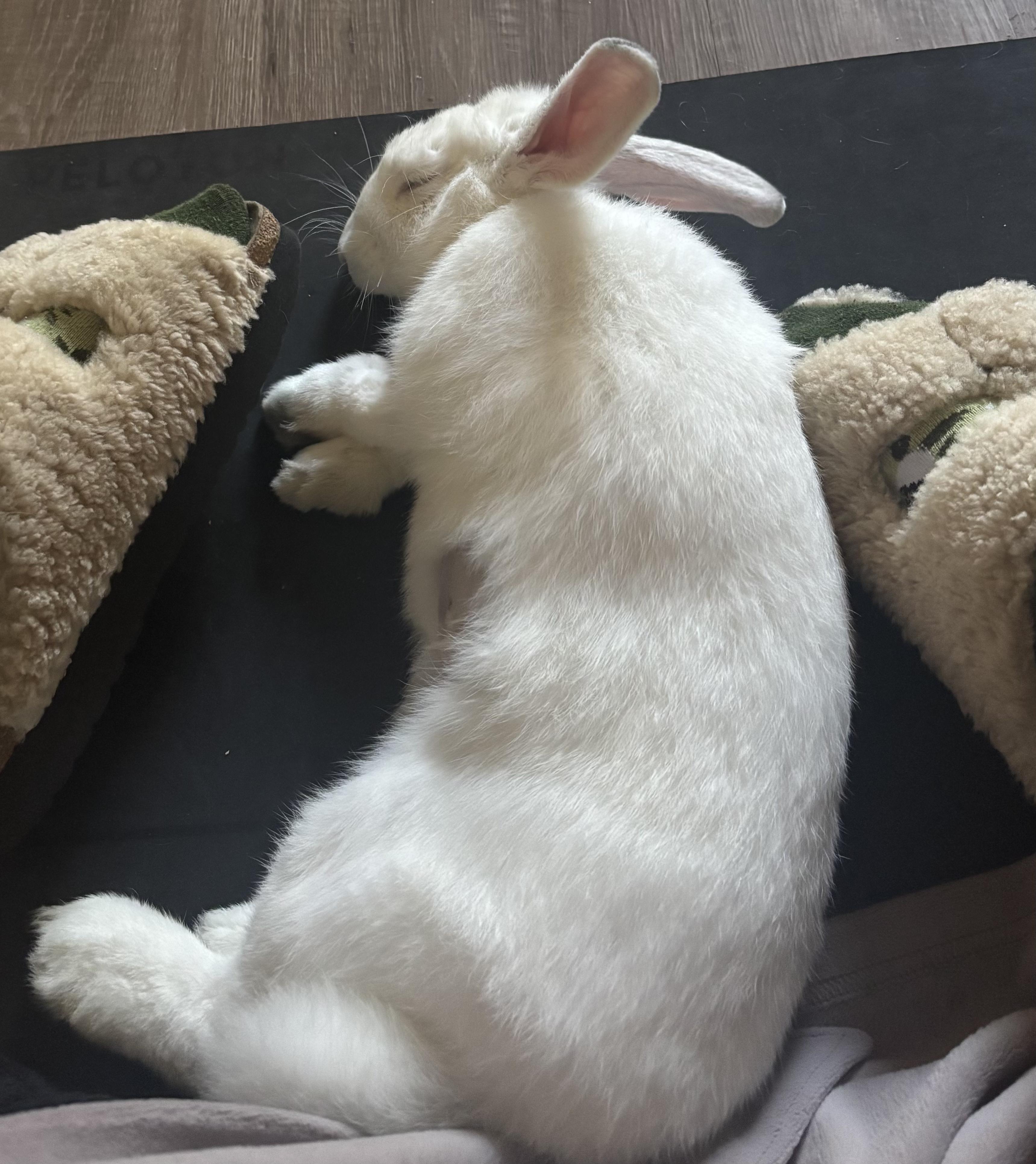 Enlarge Snow White, a ADOPTABLE Florida White in San Antonio, TX image 6/6