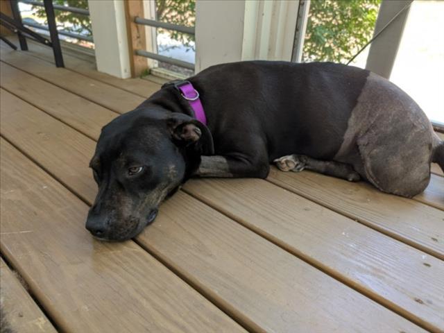 Enlarge GRACE**, a Adoptable Hound in Chapel Hill, NC image 1/1