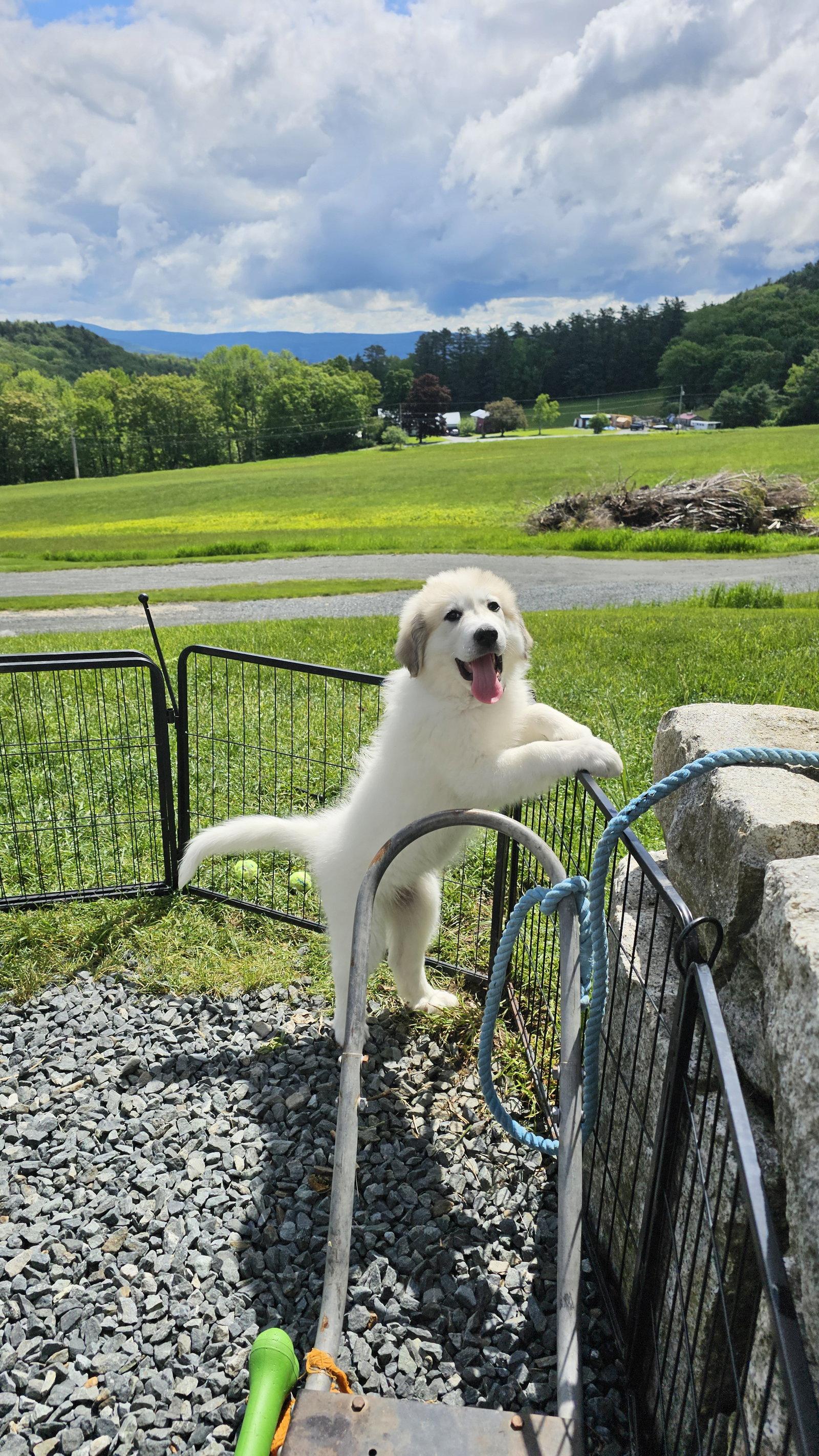 Mulan, Adoptable, Puppy Female Great Pyrenees.