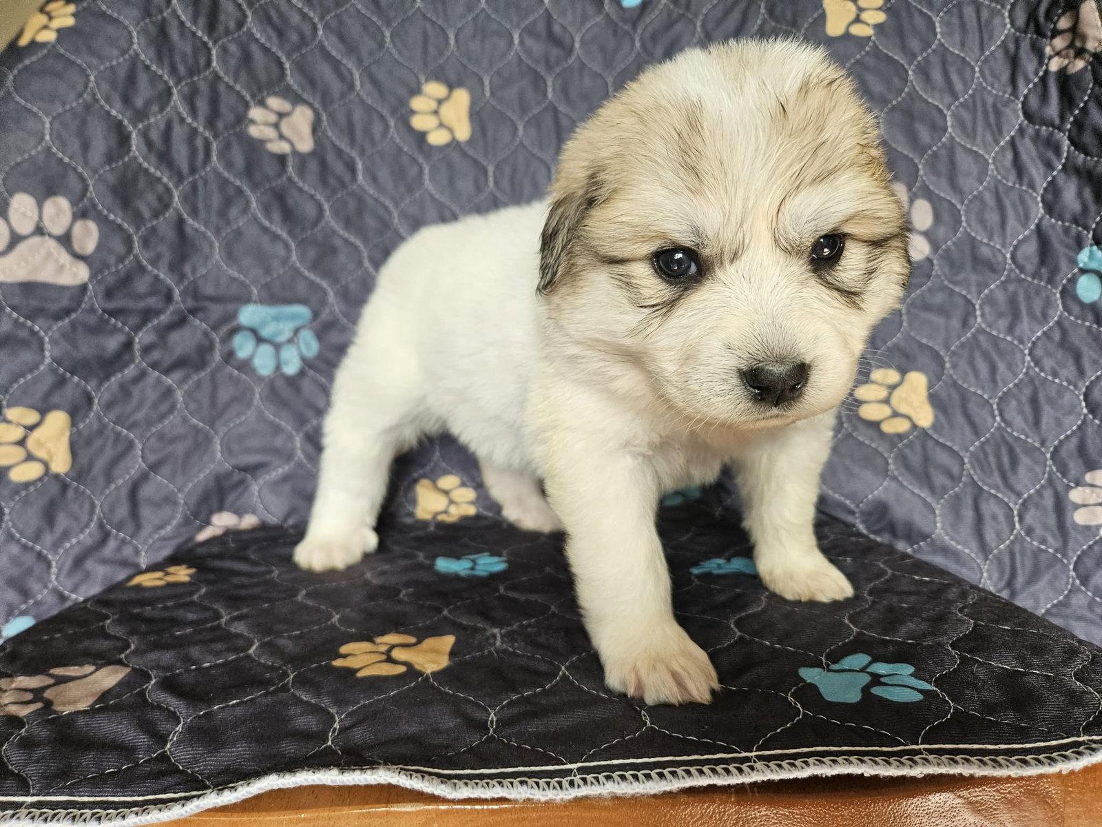 Mulan, Adoptable, Puppy Female Great Pyrenees.