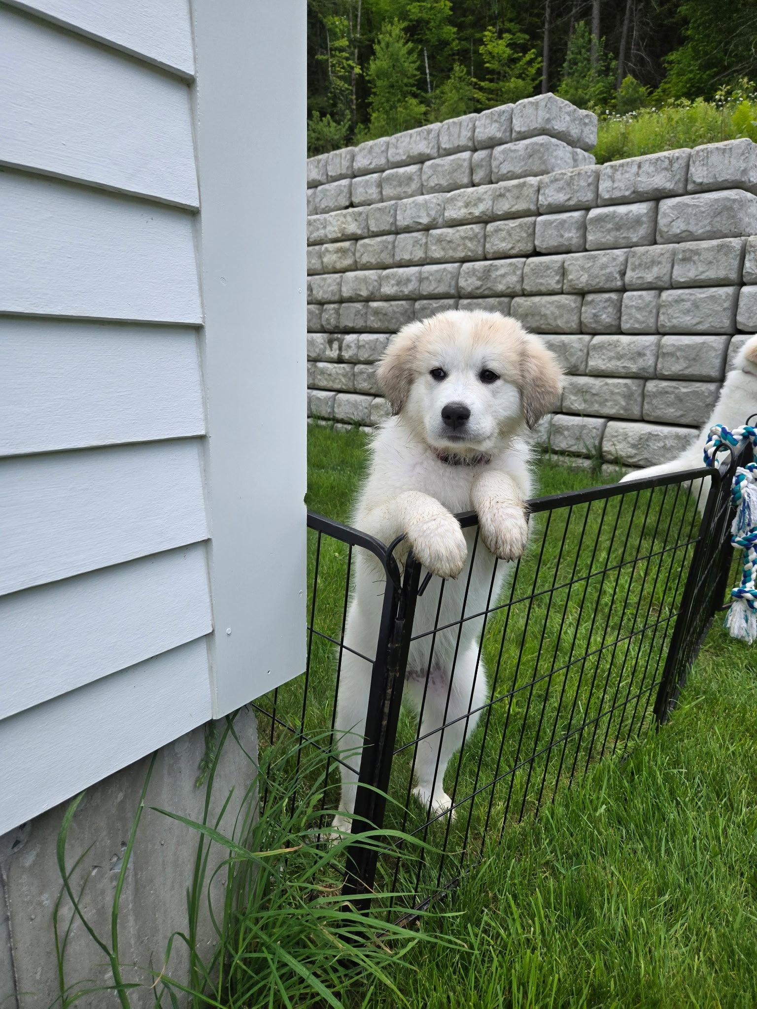 Mulan, a Adoptable Great Pyrenees in Croydon, NH image 2/3