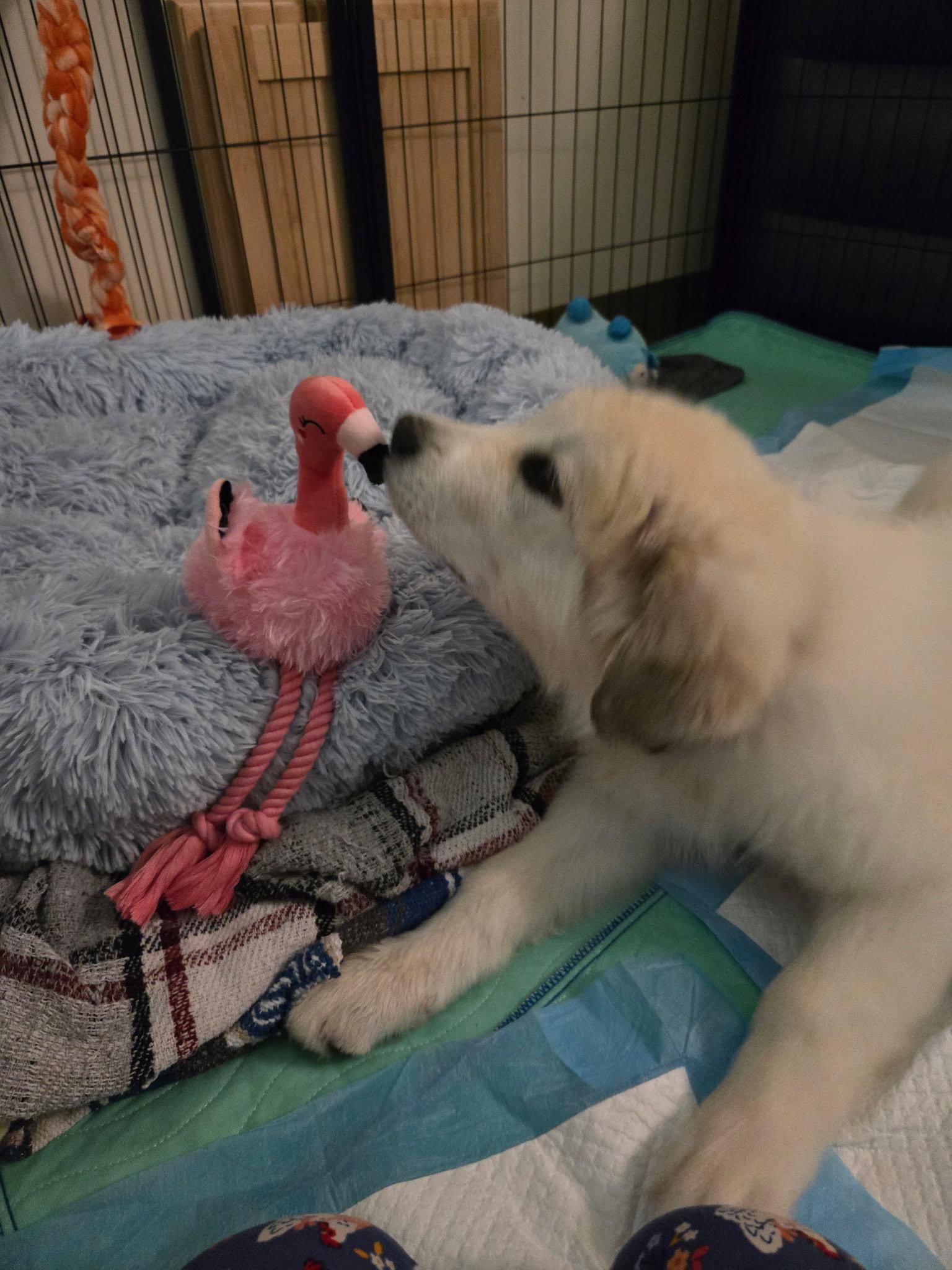 Mulan, a Adoptable Great Pyrenees in Croydon, NH image 3/3
