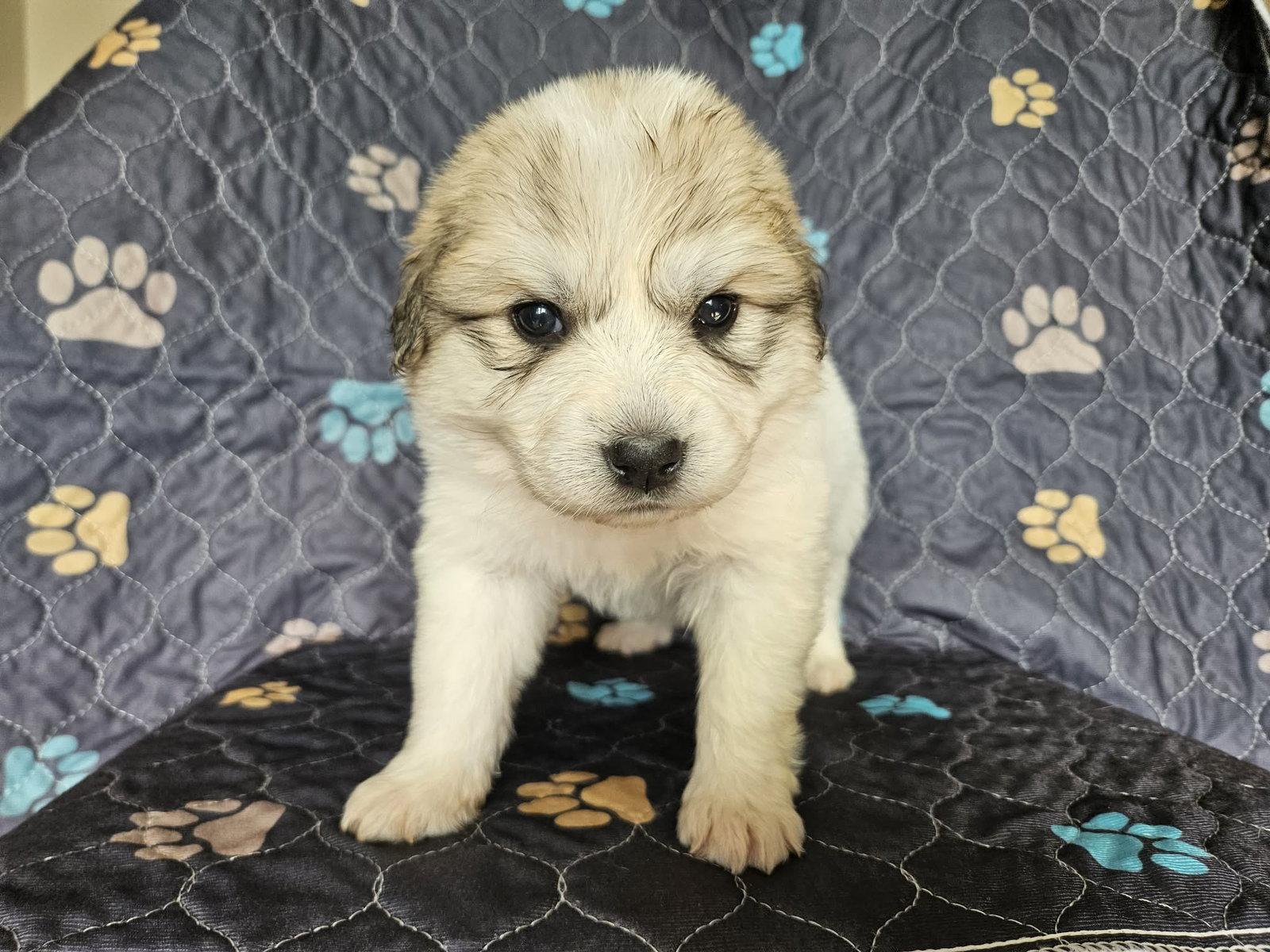 Enlarge Mulan, a Adoptable Great Pyrenees in Croydon, NH image 2/3
