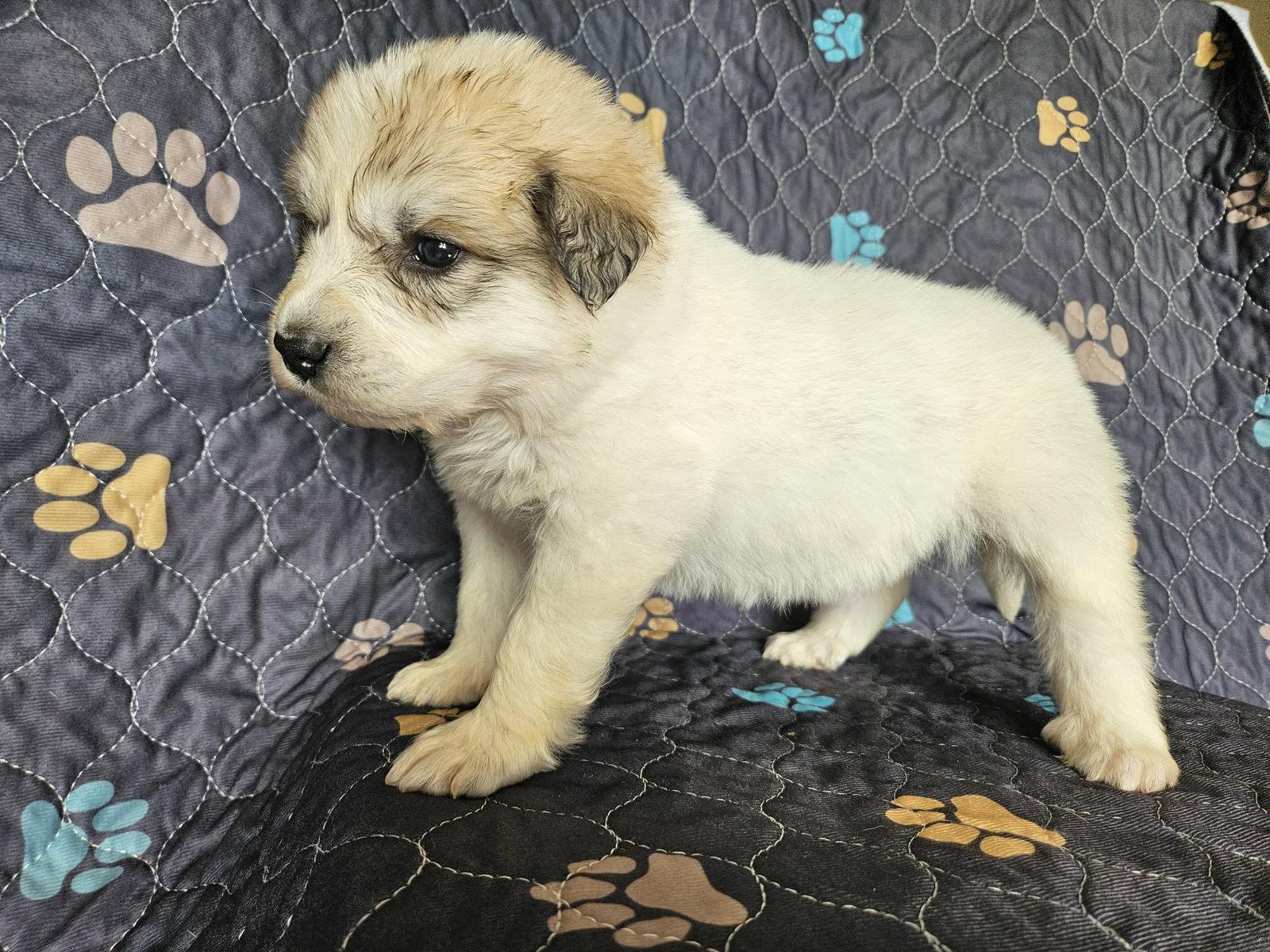 Enlarge Mulan, a Adoptable Great Pyrenees in Croydon, NH image 3/3