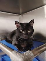 Enlarge Dude, a Adoptable mixed breed in Republic, MO image 1/1