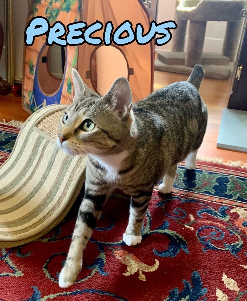 Precious, Adoptable, Young Female Domestic Short Hair.