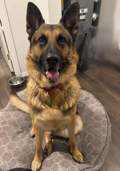 Max, Adoptable, Adult Male German Shepherd Dog & Mixed Breed.