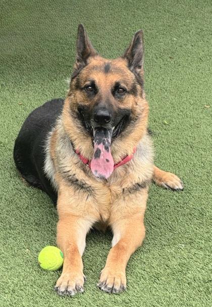 Max, a Adoptable mixed breed in Seattle, WA image 1/3